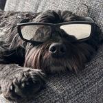 dog glasses jpg
