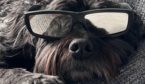 dog glasses jpg